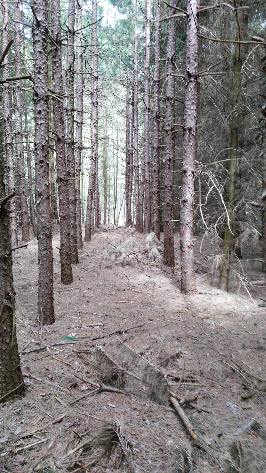 Terra Cotta Forest | Terra Cotta, ON L7C 0L6, Canada