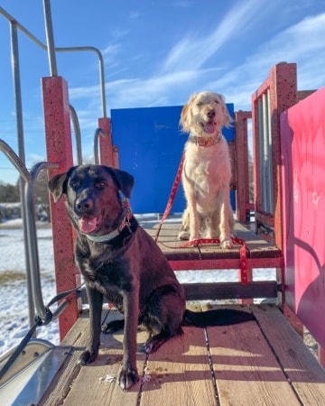 Cold Creek Dog Training Canada | 555 Rankin Crescent, Kingston, ON K7M 7K6, Canada | Phone: (613) 214-0217