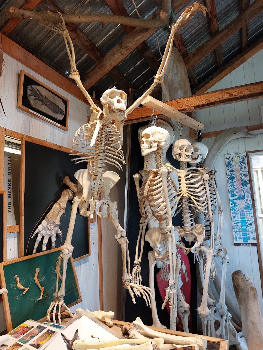 Musée du Squelette | 30-40 Chem. de lÎle, LIsle-Verte, QC G0L 1L0, Canada | Phone: (418) 898-4055