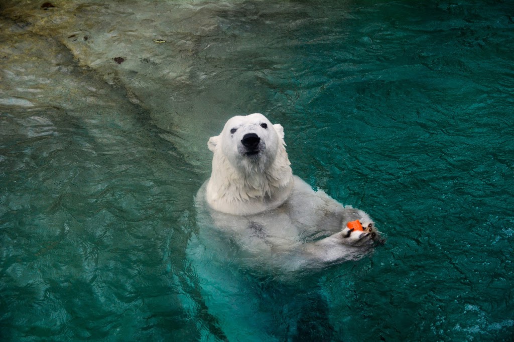 Polar Bear Exhibit | 2000 Meadowvale Rd, Scarborough, ON M1B 5K7, Canada | Phone: (416) 392-5929