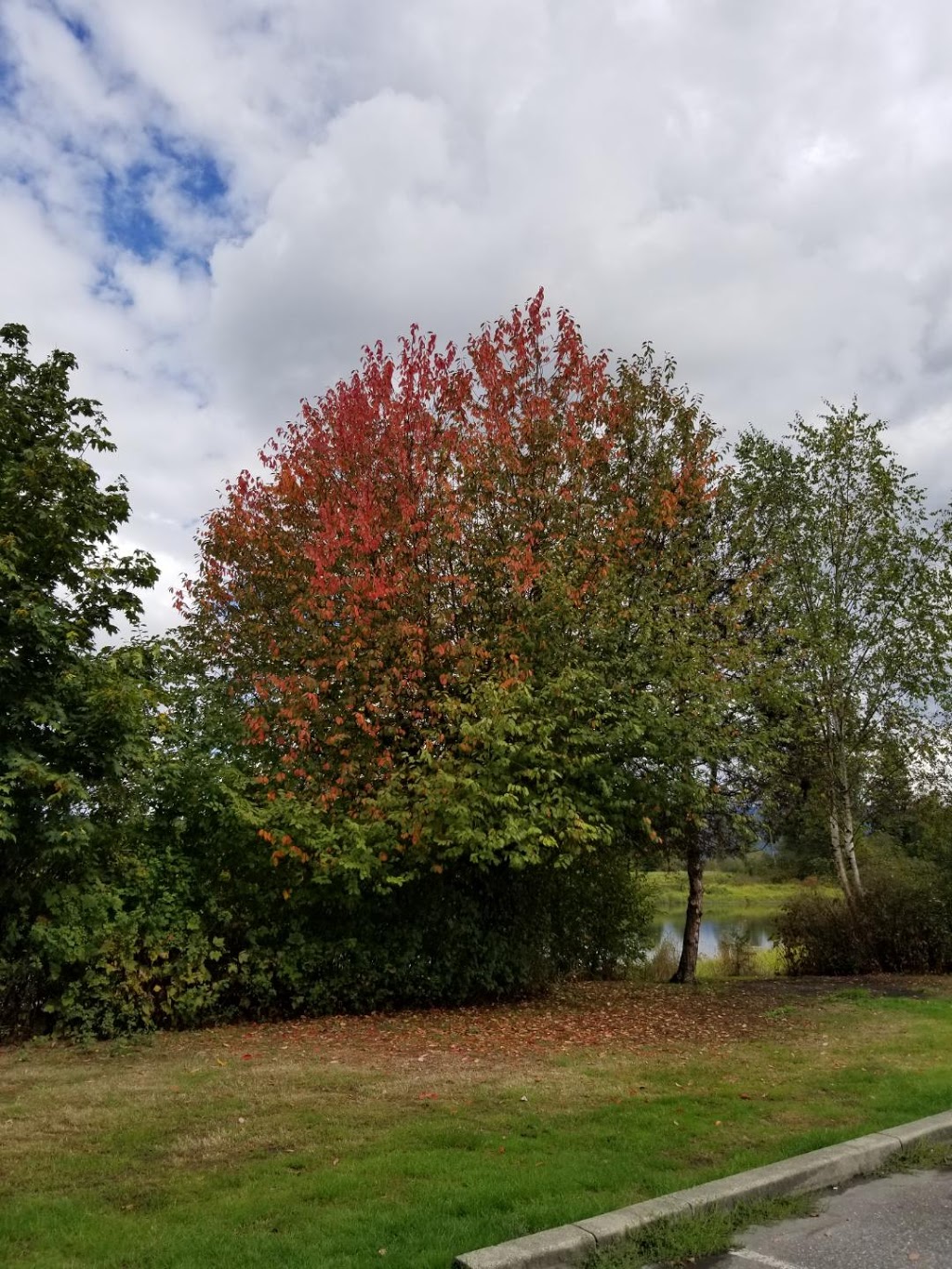 Pitt Meadows Dyke Trail System | 1Z1, Trans Canada Trail, Pitt Meadows, BC V3Y 1Z1, Canada