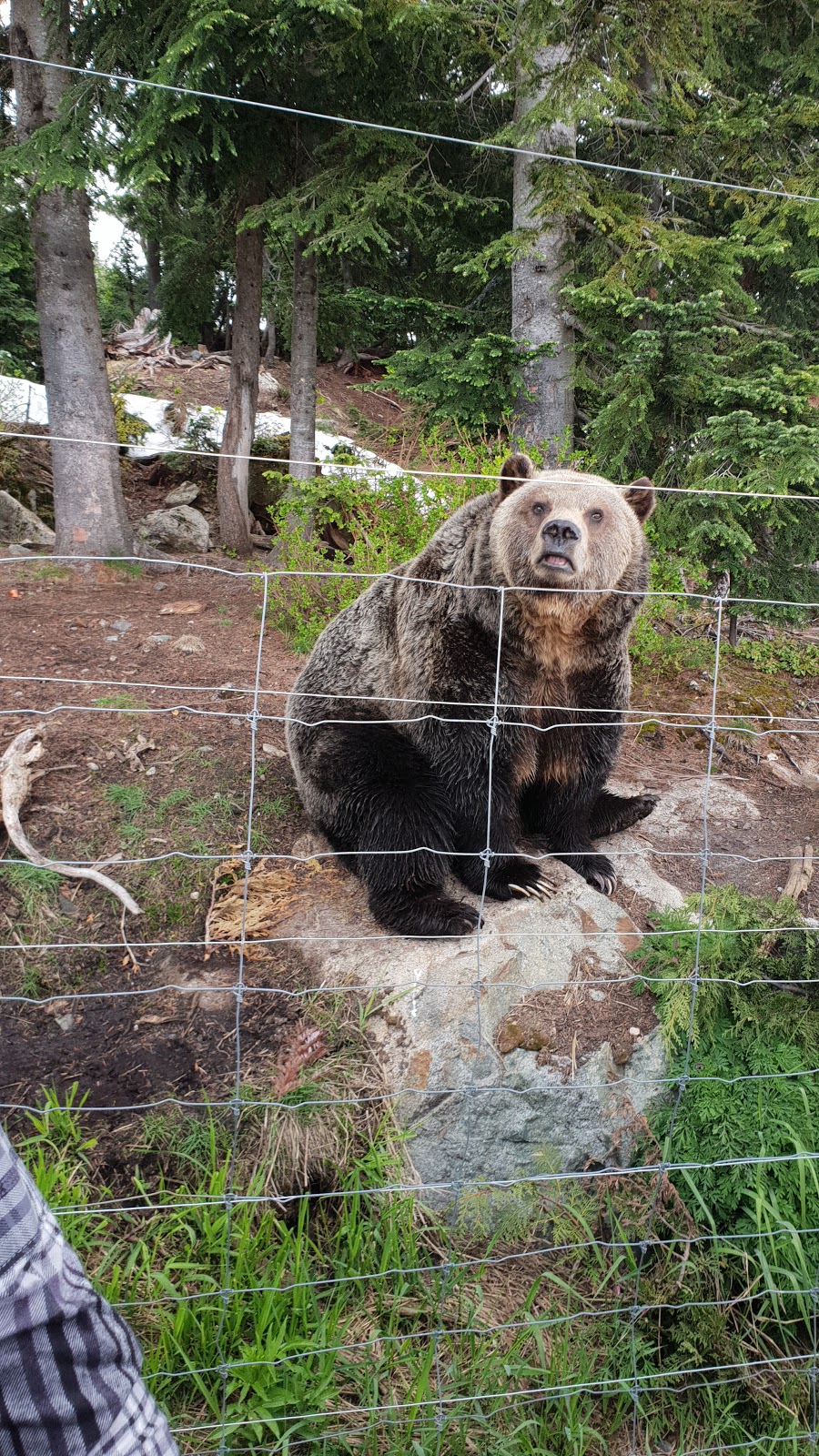 Grouse Mountain Grizzly Bear Habitat | North Vancouver, BC V7R, Canada | Phone: (604) 980-9311