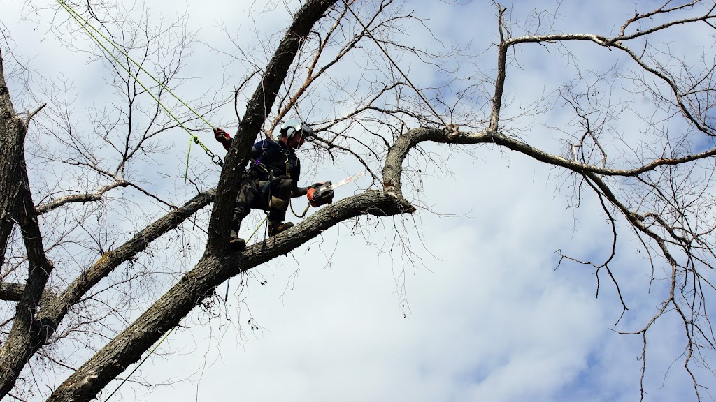 les Arboriculteurs du lac | 645 Av. Labrecque, Alma, QC G8B 2Z6, Canada | Phone: (418) 668-7014