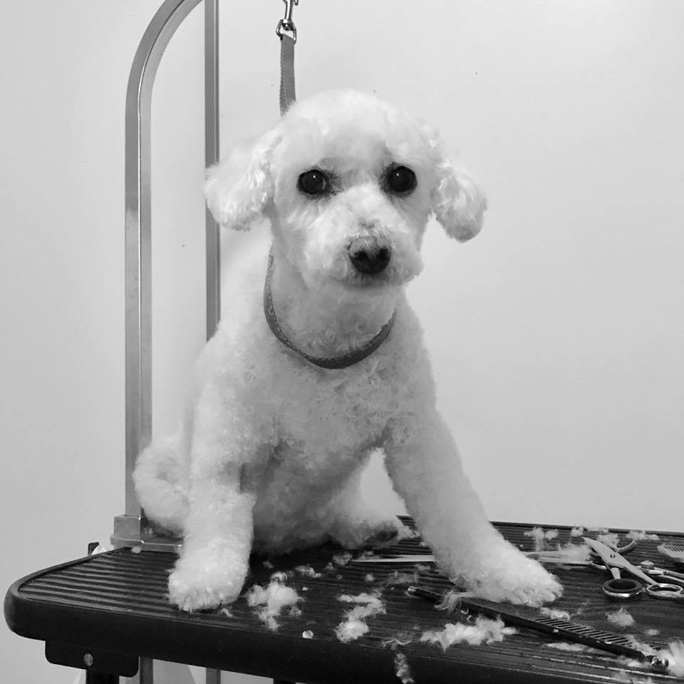 Best Mobile Pet Grooming | 1048 Arrowhead Pl, Orléans, ON K1C 2S4, Canada | Phone: (613) 858-3647