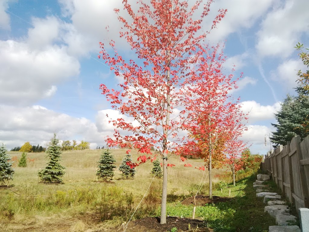 JCA Trees | 1102 Erbs Rd, St. Agatha, ON N0B 2L0, Canada | Phone: (519) 884-7662