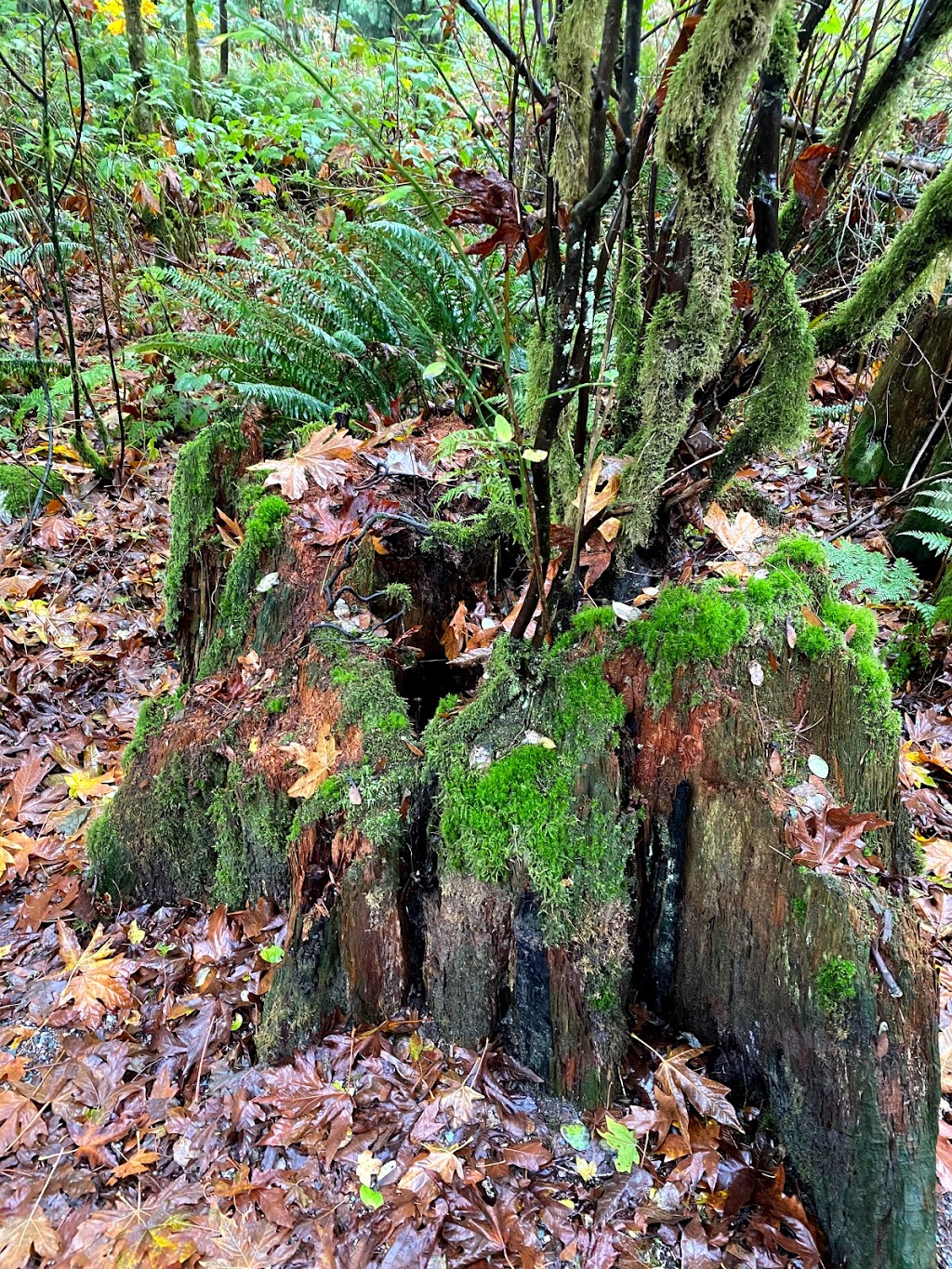 Imperial Trail Public Washroom | Imperial Trail (12), University Endowment Lands, BC V6N 2C4, Canada | Phone: (604) 224-5739