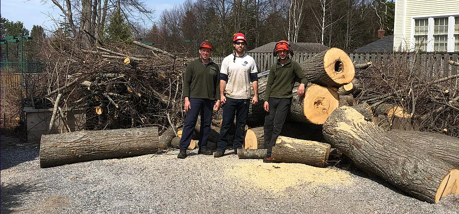 Advanced Arborist Tree Service Ltd | 11 Homestead Dr, Hampton, NB E5N 0J8, Canada | Phone: (506) 651-3010