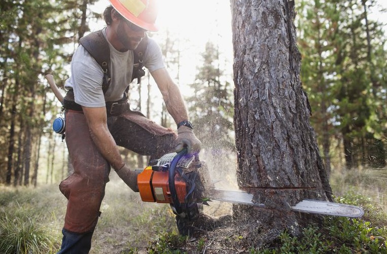 TAS Tree Removal & Pruning | 20 Rue de Lausanne, Kirkland, QC H9H 3Y6, Canada | Phone: (514) 701-2684