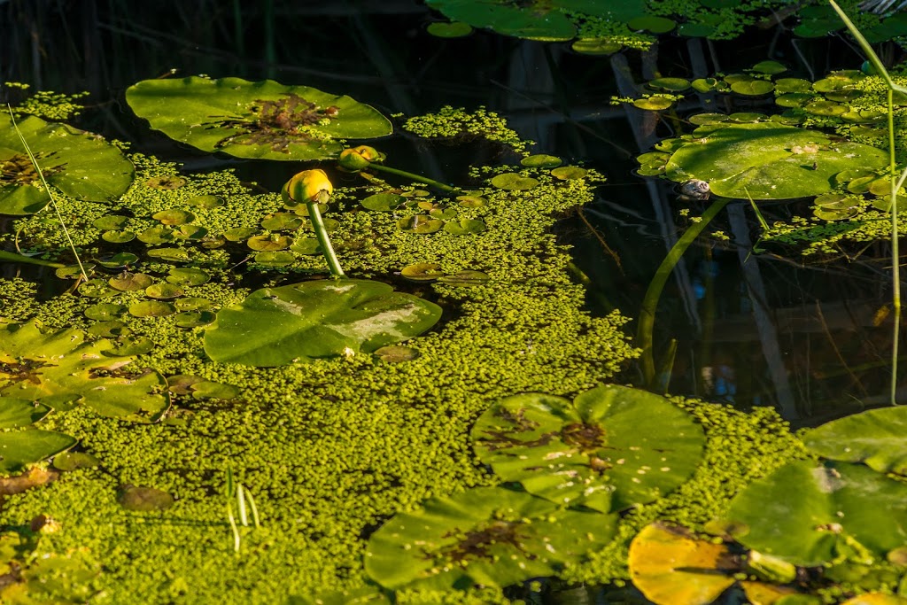 Cavan Swamp Wildlife Area | Cavan, ON L0A 1C0, Canada