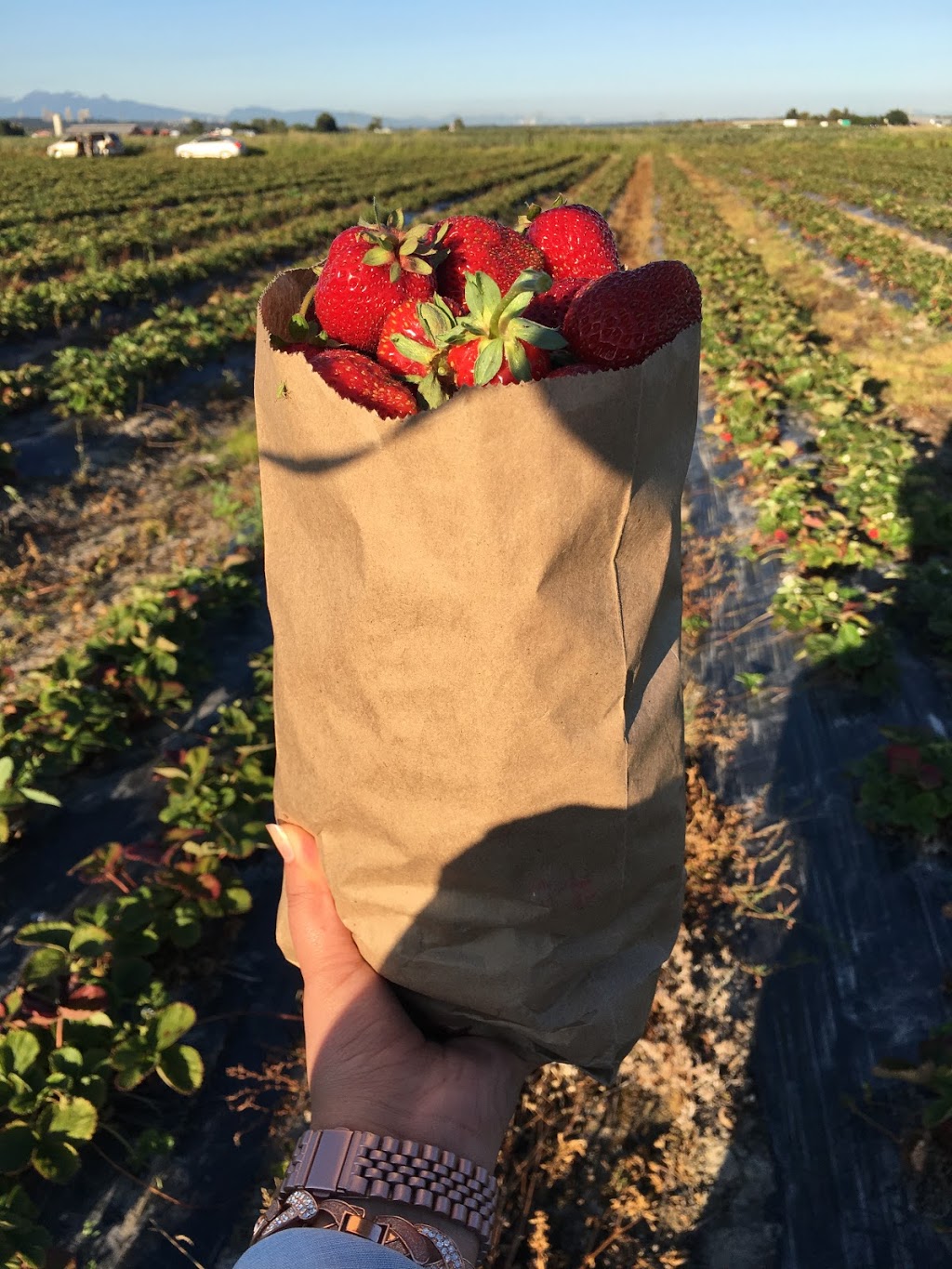 Birak Berry Farm | 3600 No 6 Rd, Richmond, BC V6V 1P5, Canada | Phone: (604) 781-3795