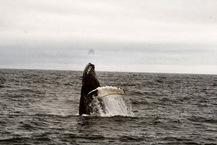 Iceberg Quest Ocean Tours | 135 Harbour Drive Pier 6, St. Johns, NL A1C 6N6, Canada | Phone: (709) 722-1888