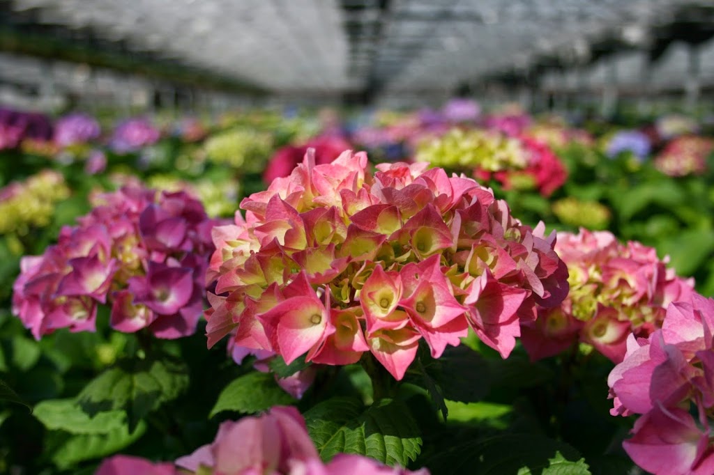 Grootendorsts Flowerland Nursery | 6360 Number 7 Rd, Richmond, BC V6W 1E9, Canada | Phone: (604) 273-3013