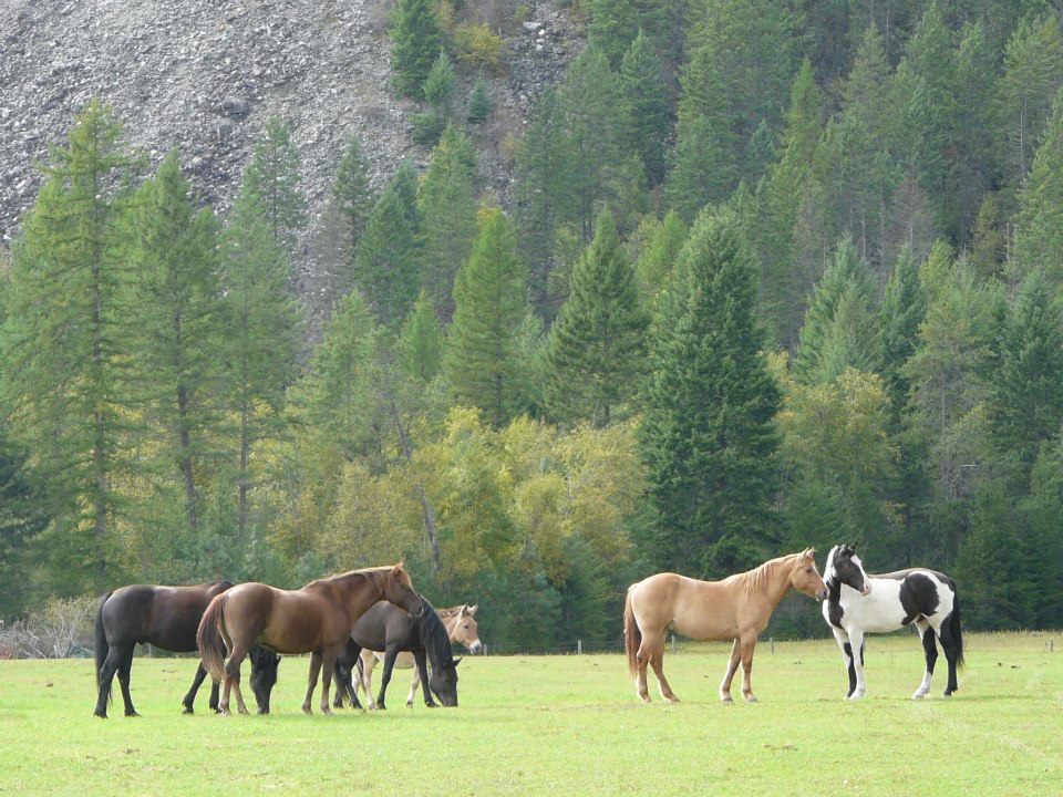 Owl Mountain Ranch | 701 Border Rd, Christina Lake, BC V0H 1E0, Canada | Phone: (250) 447-9442