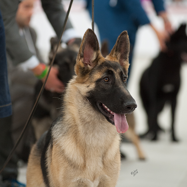 Edale German Shepherds | Cinnamon Dr, Alberta T0B 4J2, Canada | Phone: (780) 662-4843