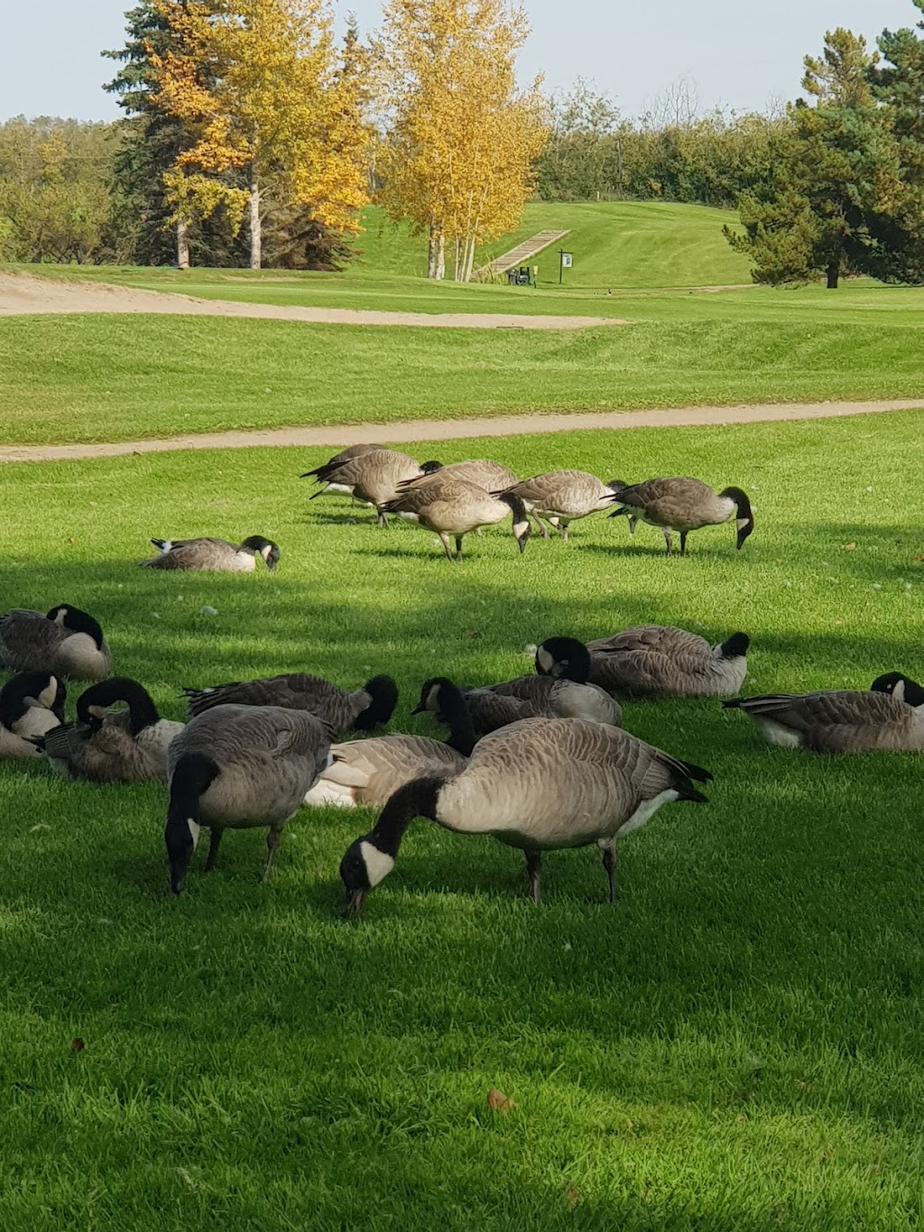 Goose Hummock Golf Resort | 23210 Township Rd 564, Gibbons, AB T0A 1N0, Canada | Phone: (780) 921-2444