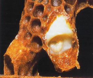 Bees Universe Honey Farm | 1773 20th Sideroad, Innisfil, ON L9S 4H8, Canada | Phone: (416) 819-2337