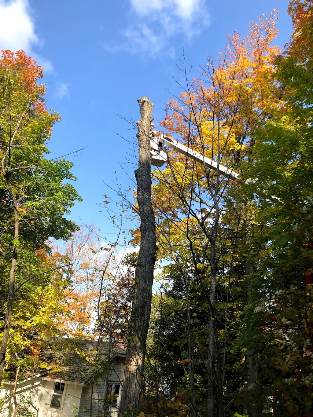 Lyles Tree Service | 94 Francis St W, Fenelon Falls, ON K0M 1N0, Canada | Phone: (705) 879-8858