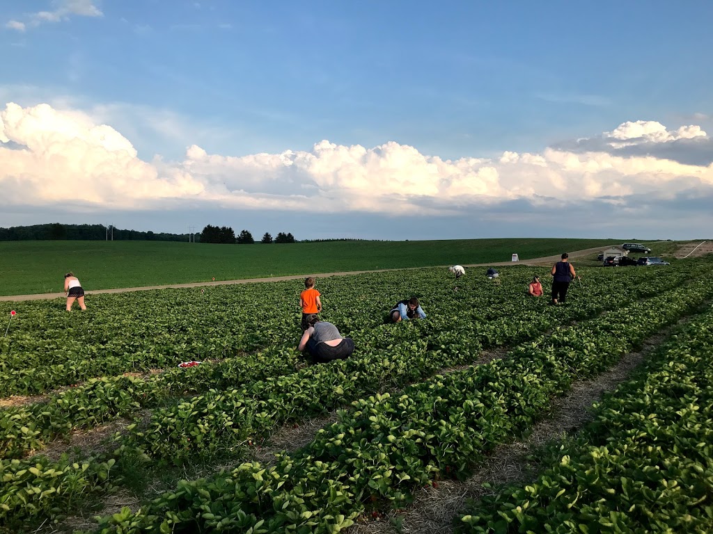 Hoffmans Strawberries | 2606 Lobsinger Line, Waterloo, ON N2J 4G8, Canada | Phone: (519) 699-4730