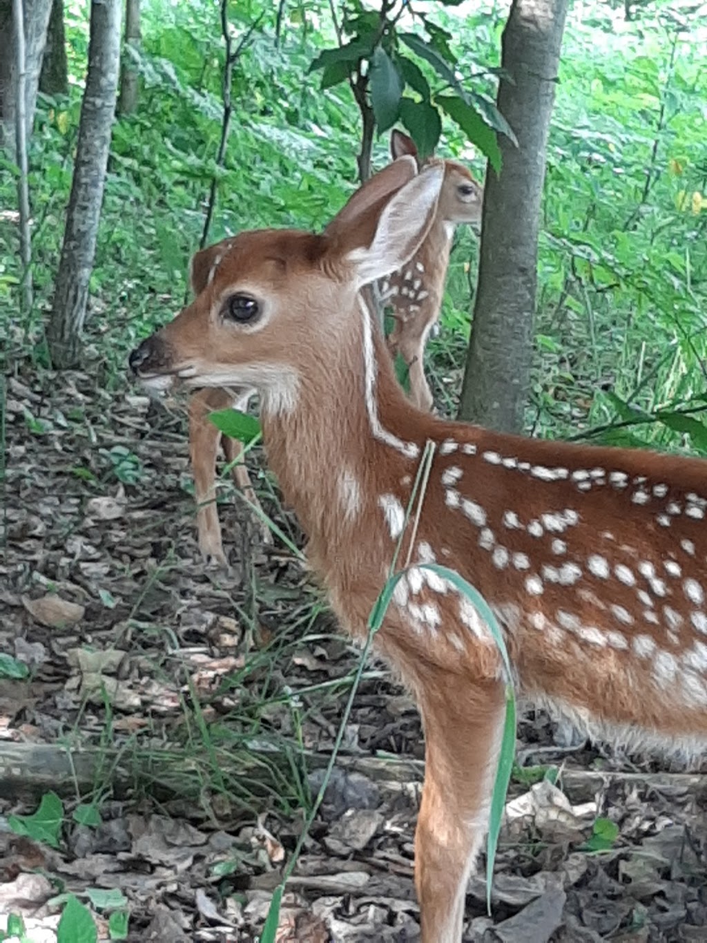 Centre dinterprétation du cerf de Virginie | C.P. 155, 6 Chemin du Barrage, Sainte-Thérèse-de-la-Gatineau, QC J0X 2X0, Canada | Phone: (819) 449-6666