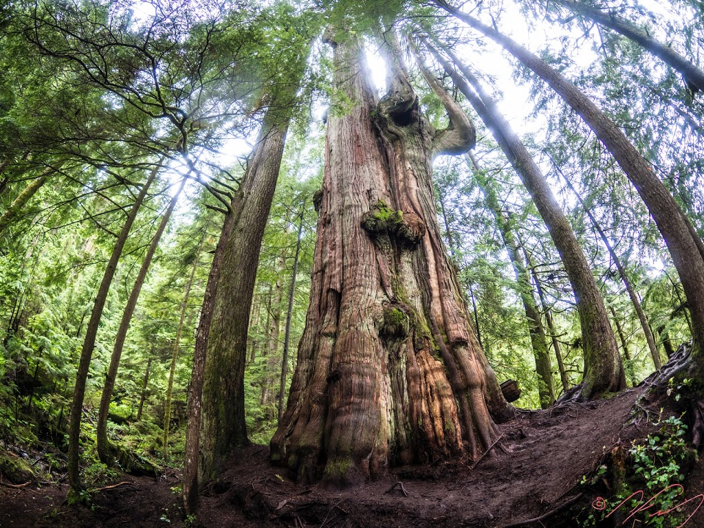 Big Cedar | North Vancouver, BC V7K 3B2, Canada