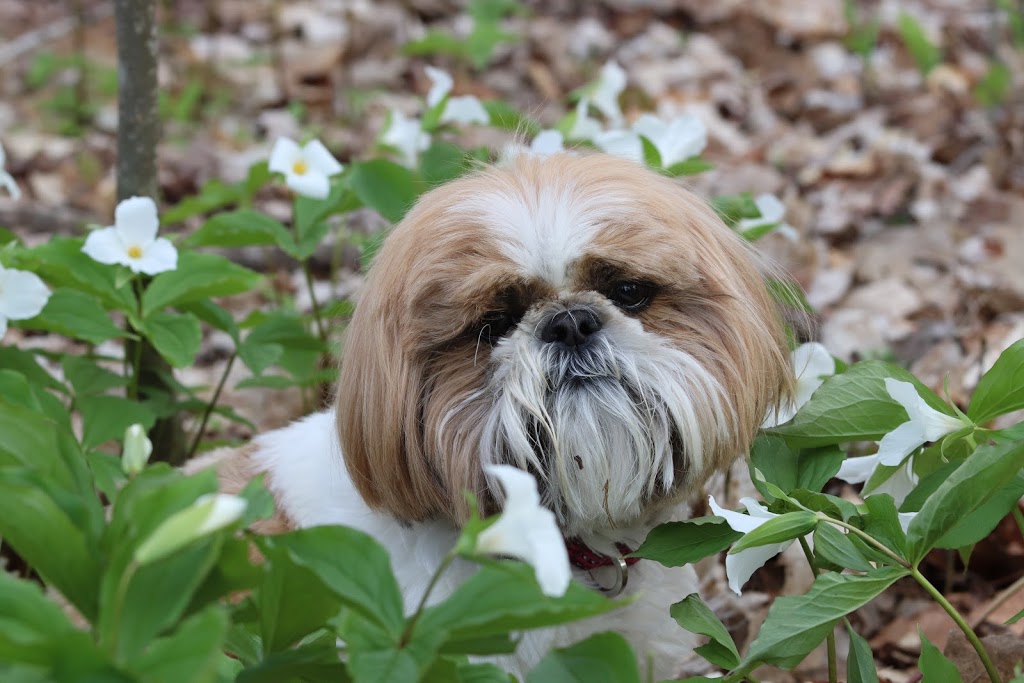 Ivy Dog Grooming | 83 Line 15 N, Orillia, ON L3V 6S2, Canada | Phone: (705) 326-6345