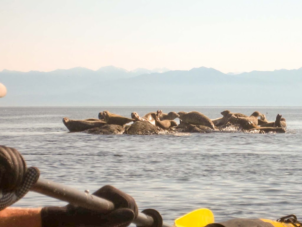 A Day in Victoria - Kayak Tours, Rentals & Courses | 550 Beach Dr, Victoria, BC V8S 2M5, Canada | Phone: (778) 678-4563