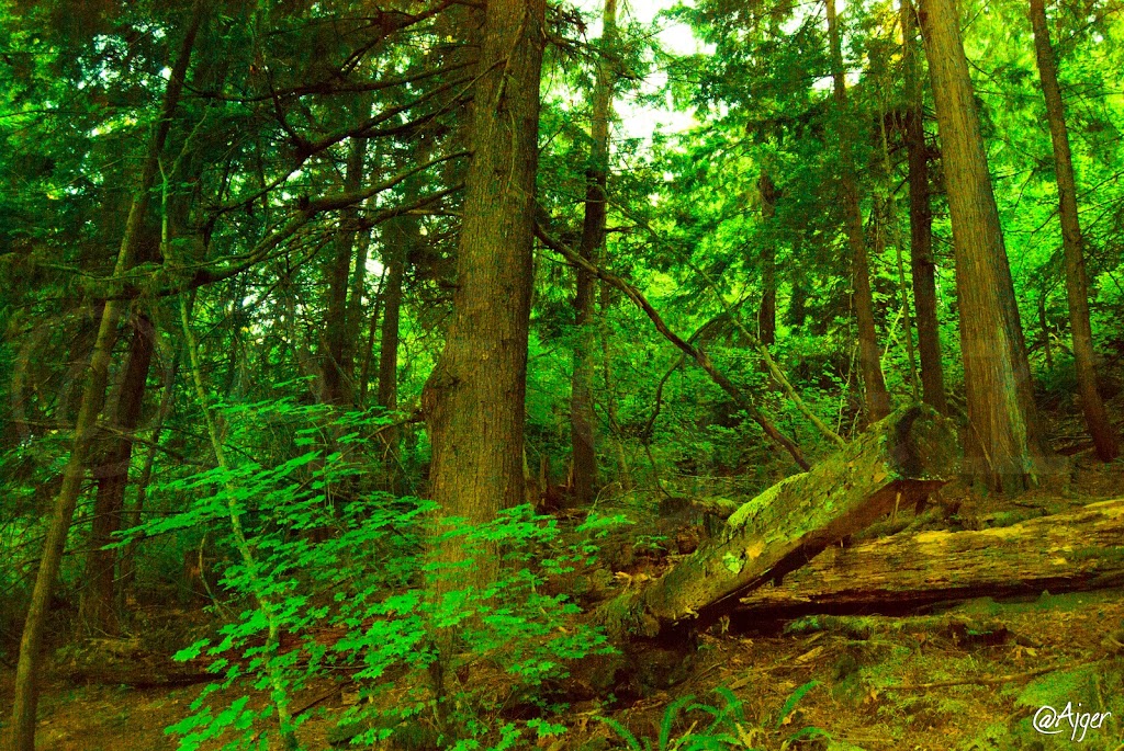 Buntzen Ridge Trail | Port Moody, BC V3H 4S3, Canada