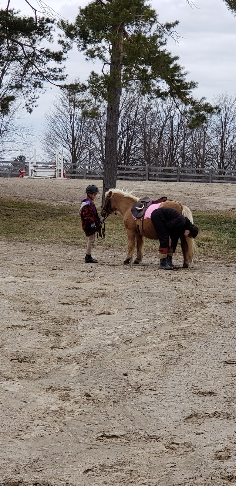 Hilltop Equestrian | 332 Sandford Rd, Uxbridge, ON L9P 1R1, Canada | Phone: (416) 402-7608