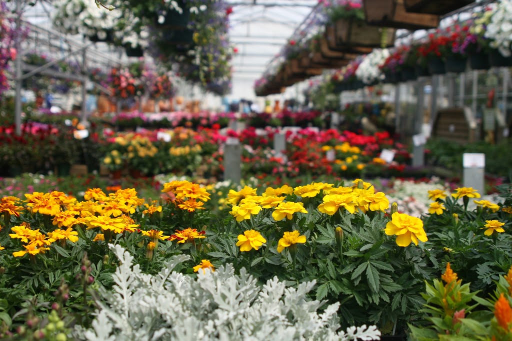 Little Mountain Garden Centre & Florist | 47558 Yale Rd, Chilliwack, BC V2P 7N1, Canada | Phone: (604) 792-4403