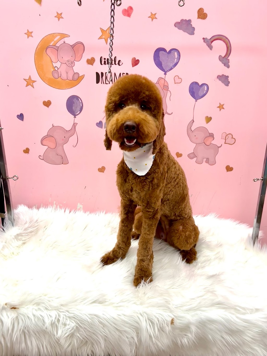 Cutie Club Pet Grooming | 5631 Steeles Ave E unit 7, Scarborough, ON M1V 5P6, Canada | Phone: (416) 792-6118