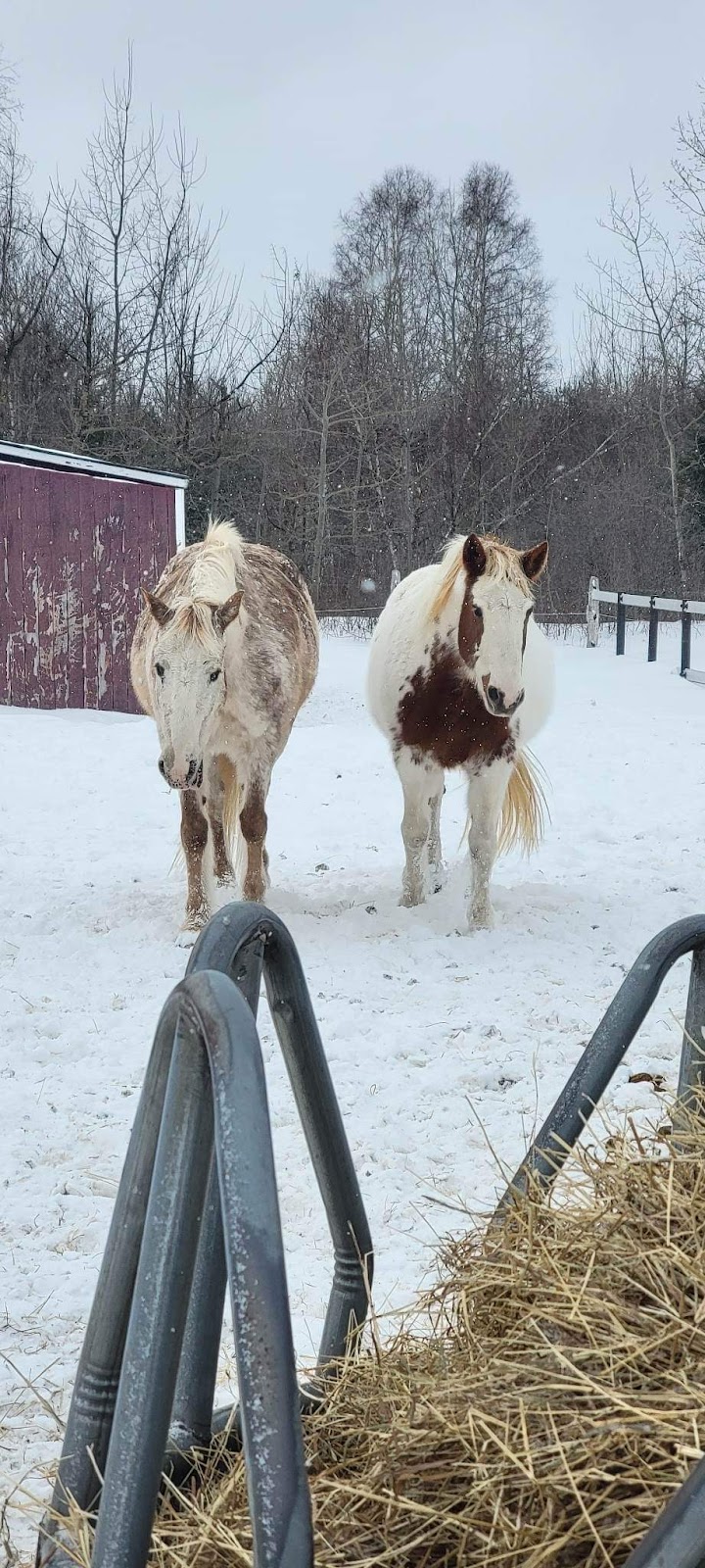 Ferme Stay | 1551 Rang St Louis, Notre-Dame-du-Mont-Carmel, QC G0X 3J0, Canada | Phone: (819) 852-8961