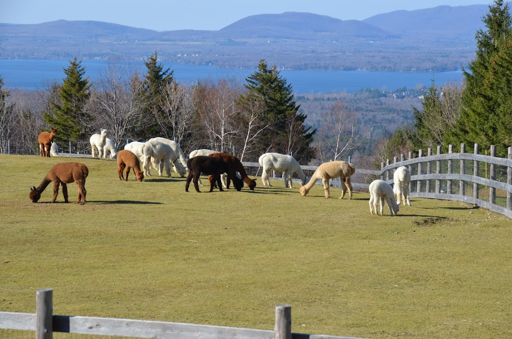 Ariya Alpacas | 411 Chem. de Brill, Bolton-Ouest, QC J0E 2T0, Canada | Phone: (514) 219-1637