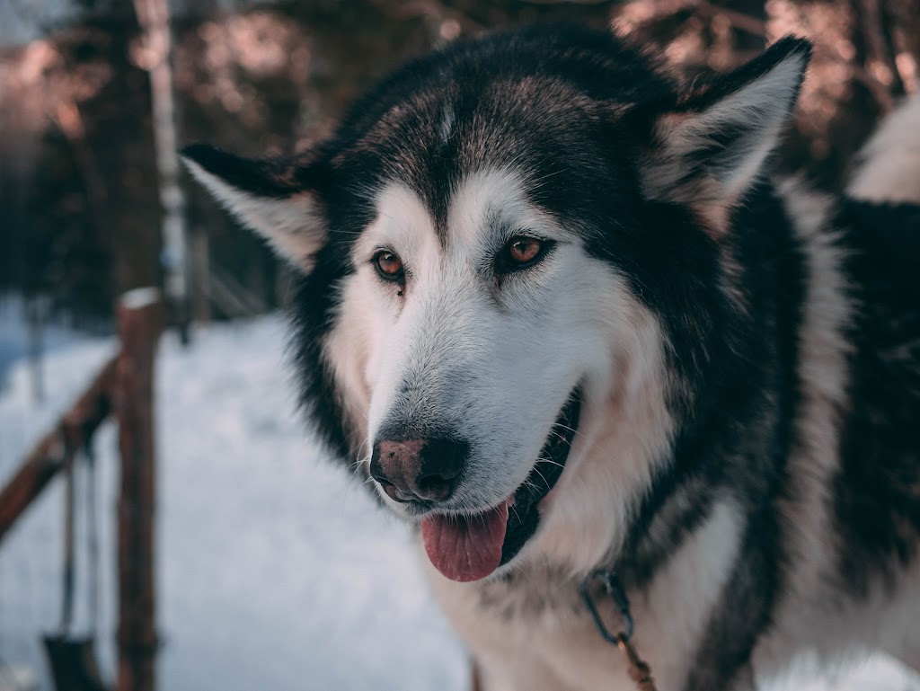 Between Dog And Wolf s.e.n.c. | 190 Chem. Périgny, LAnse-Saint-Jean, QC G0V 1J0, Canada | Phone: (418) 272-1540