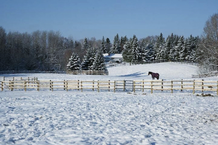 Solaris Equestrian | 26113 Township Rd 514, Spruce Grove, AB T7Y 1B5, Canada | Phone: (780) 544-5867