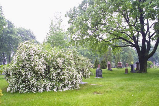 Riverside Cemetery & Cremation Centre | 1567 Royal York Rd, Etobicoke, ON M9P 3C4, Canada | Phone: (416) 241-0861