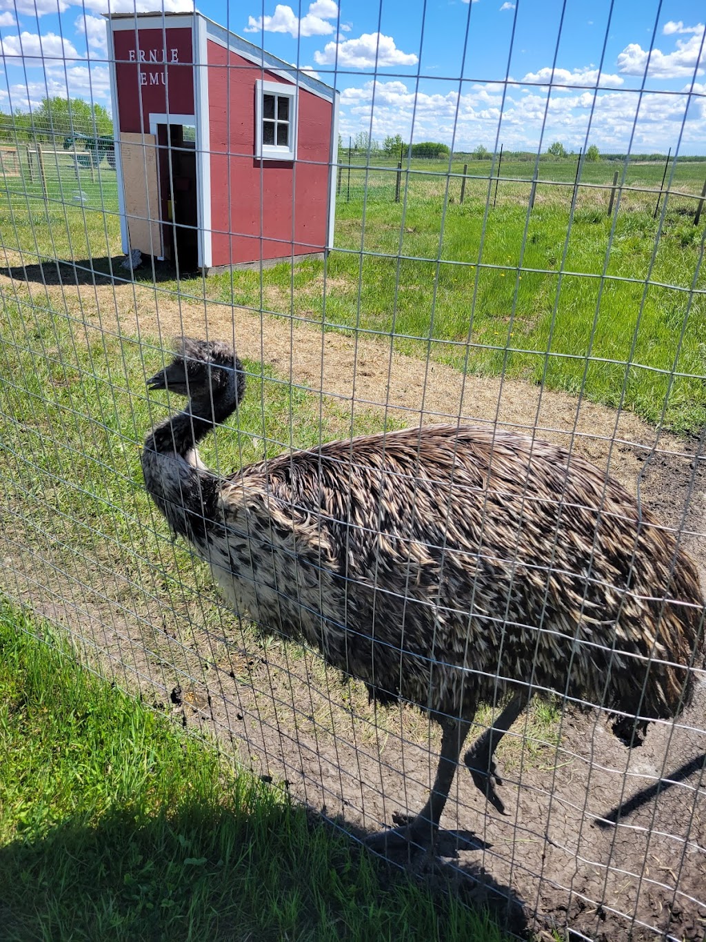 Thistle Hill Farm Petting Zoo & Pony Rides | 22137 AB-21, Hay Lakes, AB T0B 1W0, Canada | Phone: (780) 878-3344