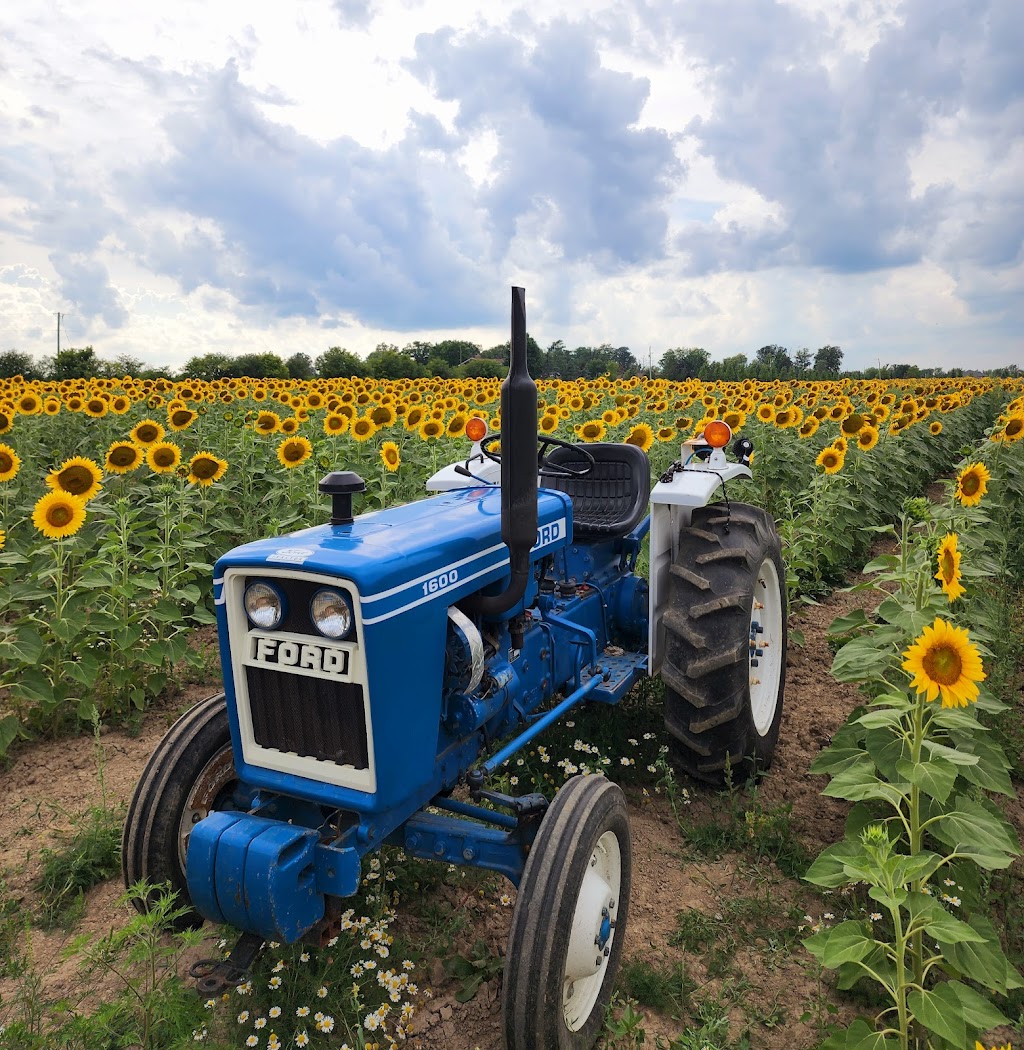 Gill Sunflower Farm | Healey Road and, Centreville Creek Rd, Caledon, ON L7C 0W9, Canada | Phone: (416) 258-8602