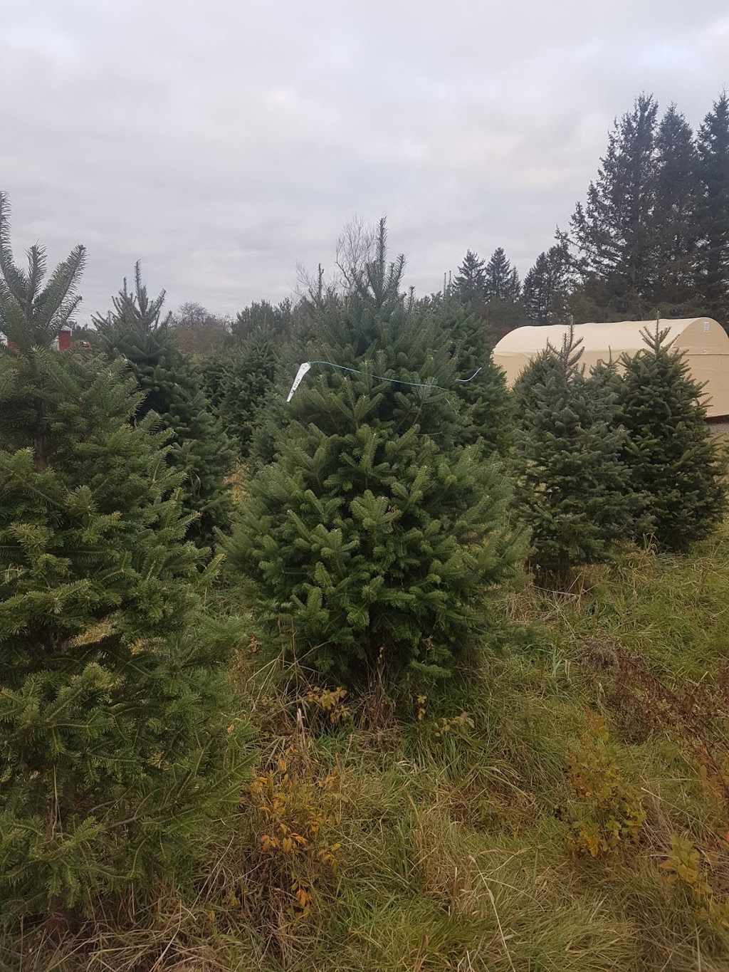 Yuletide Christmas Tree Farm | 1970 Coverdale Rd, Upper Coverdale, NB E1J 1Y9, Canada | Phone: (506) 372-9522