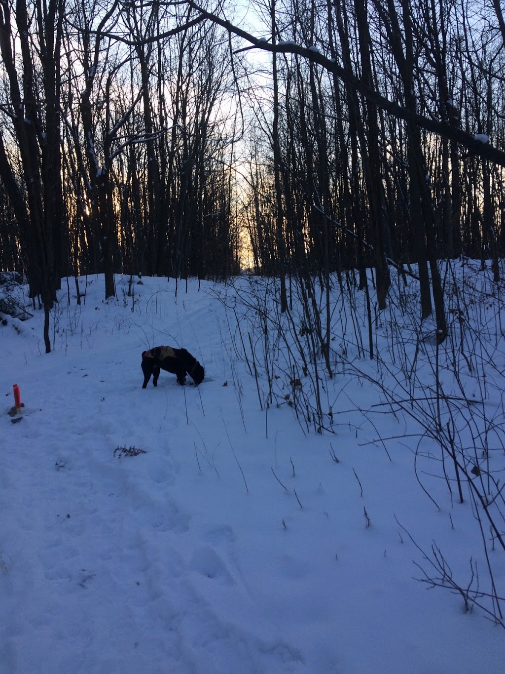 Rousseau Forest, Pincourt | Pincourt, QC J7V 4K2, Canada