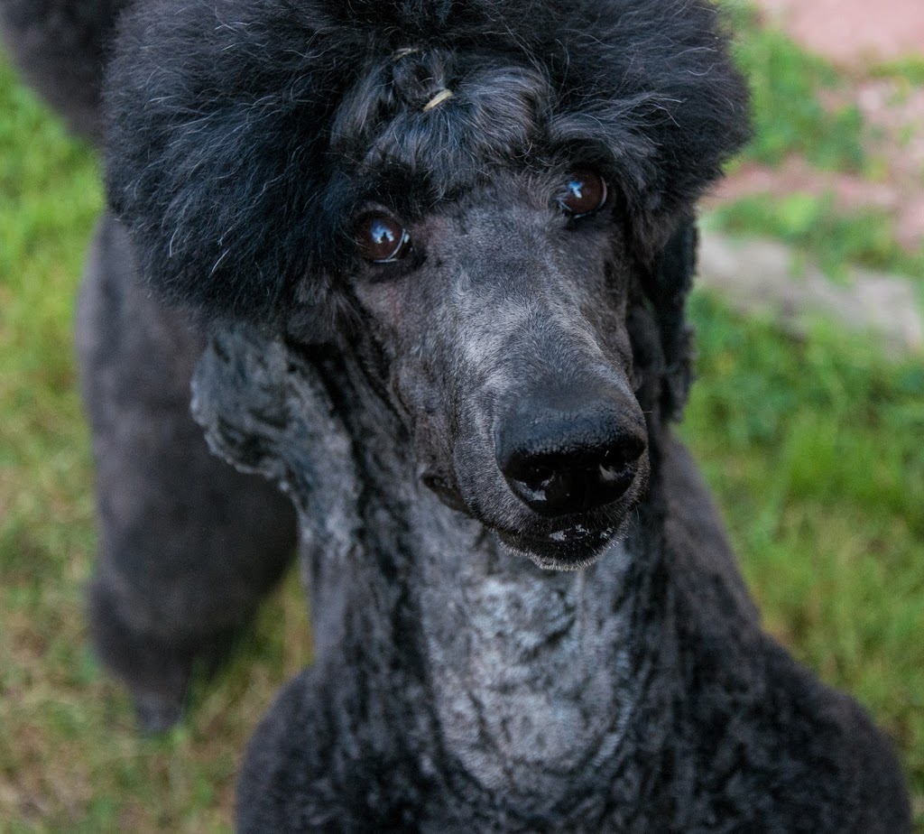 RockHaven Standard Poodles | 345 Franktown Rd, Carleton Place, ON K7C 2N4, Canada | Phone: (613) 250-2845