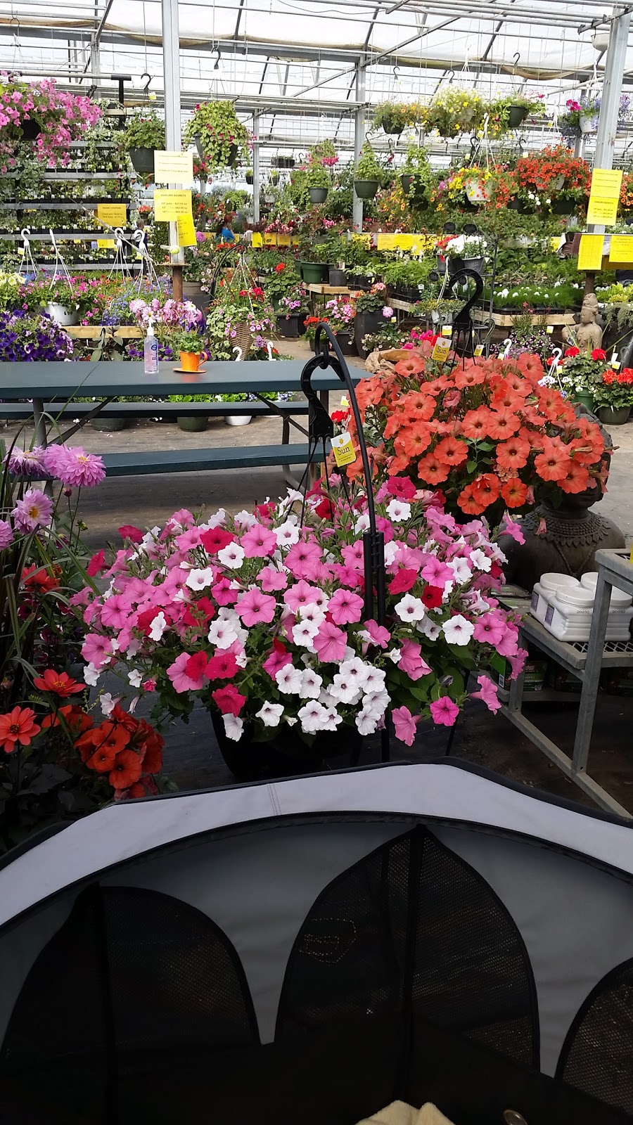 BMR Greenhouses & Water gardens | 24176 Township Road 500, Leduc County, AB T4X 0R1, Canada | Phone: (780) 986-0787