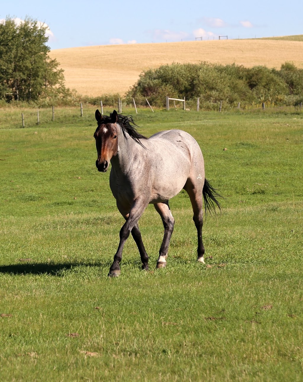 RanAman Ranch | 252057 TWN 334, Trochu, AB T0M 2C0, Canada | Phone: (403) 443-8396