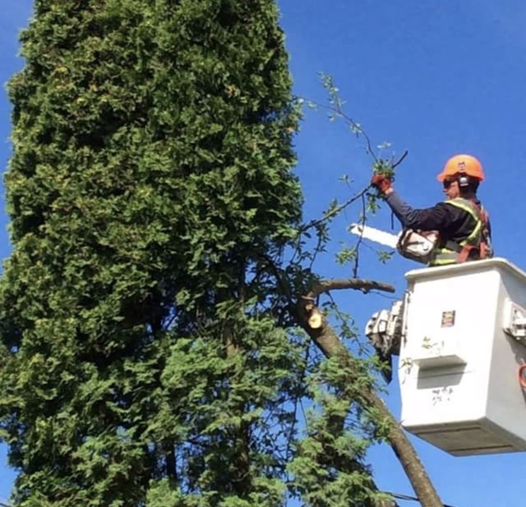 Davids Tree Service | BC Parkway, New Westminster, BC V3L 5L1, Canada | Phone: (604) 526-4850