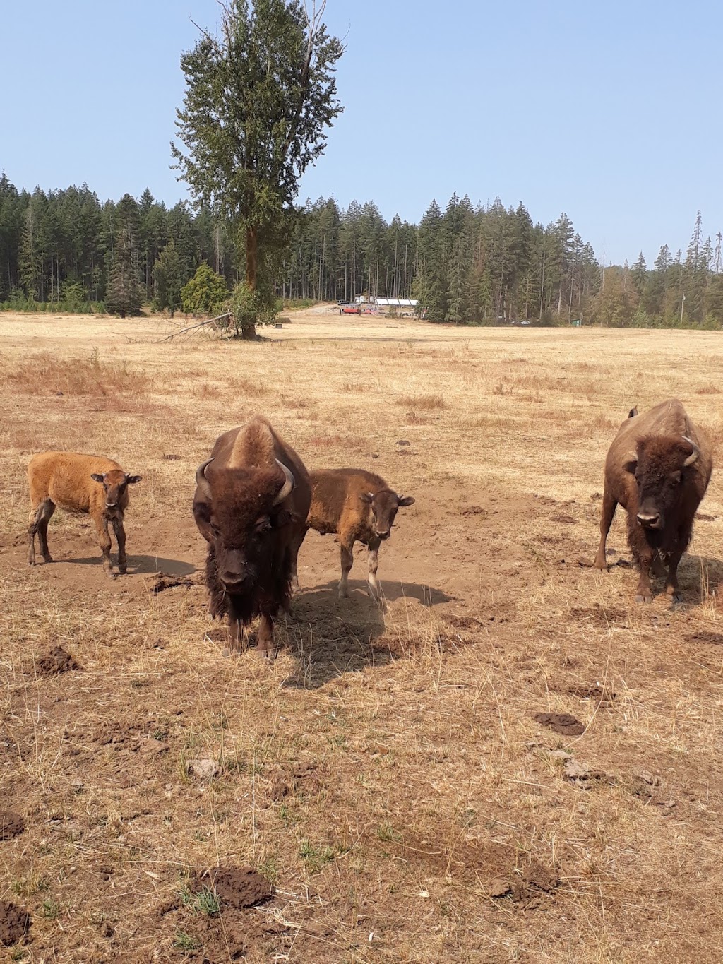 Morning Star Bison Ranch. Ranch Tours. Meat Sales | 965 Spruston Rd, Nanaimo, BC V9X 1S9, Canada | Phone: (250) 713-3111