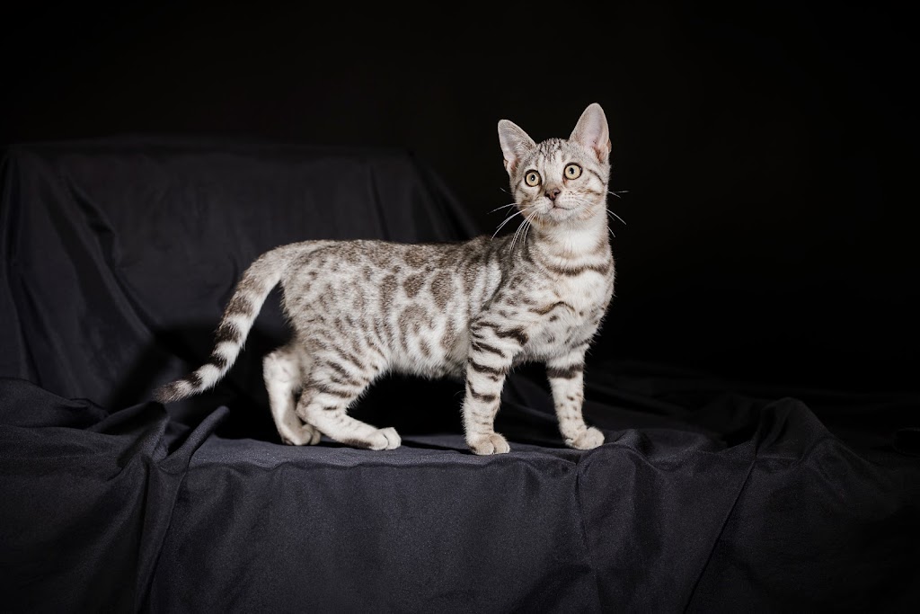 pure canada bengal | 607 Chem. Duhamel, Pincourt, QC J7W 4G2, Canada | Phone: (418) 333-2589