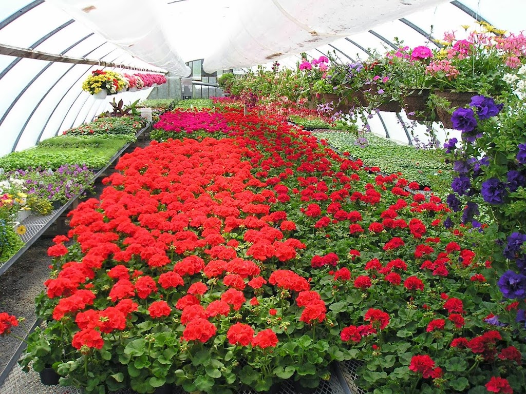 Duykers Greenhouses | 8928 NS-4, Afton Station, NS B0H 1A0, Canada | Phone: (902) 232-3092