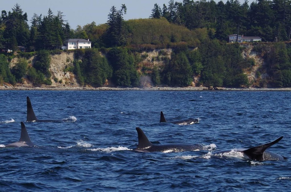 Sooke Whale Watching / Sooke Coastal Explorations | 1581 Dufour Rd, Sooke, BC V9Z 0T6, Canada | Phone: (250) 642-2343