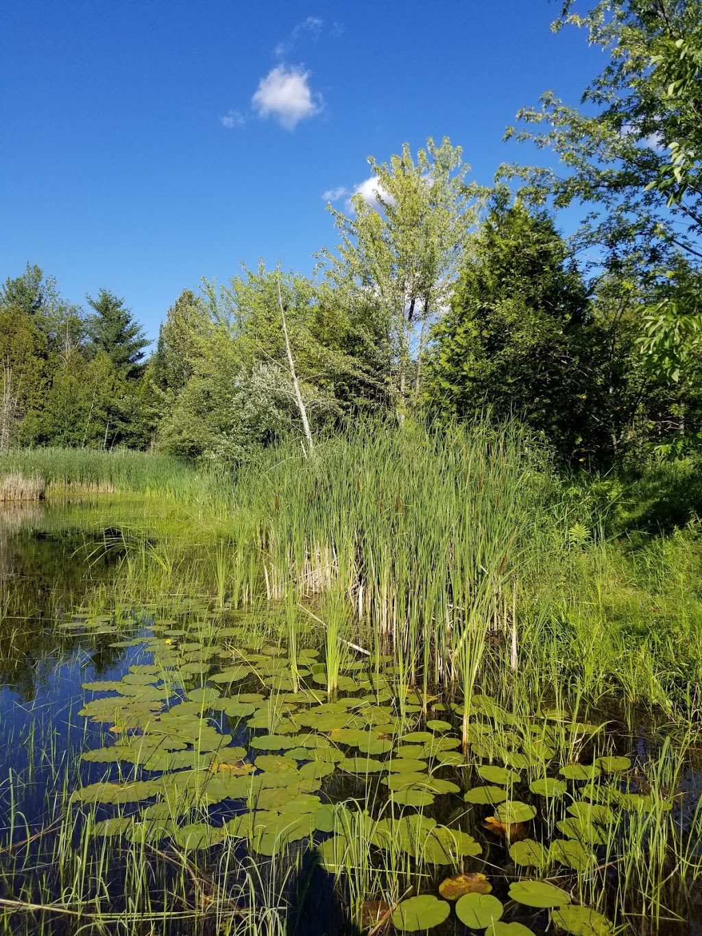 Marais de la Rivière aux Cerises | 69 Chemin Roy, Magog, QC J1X 0N4, Canada | Phone: (819) 843-8118