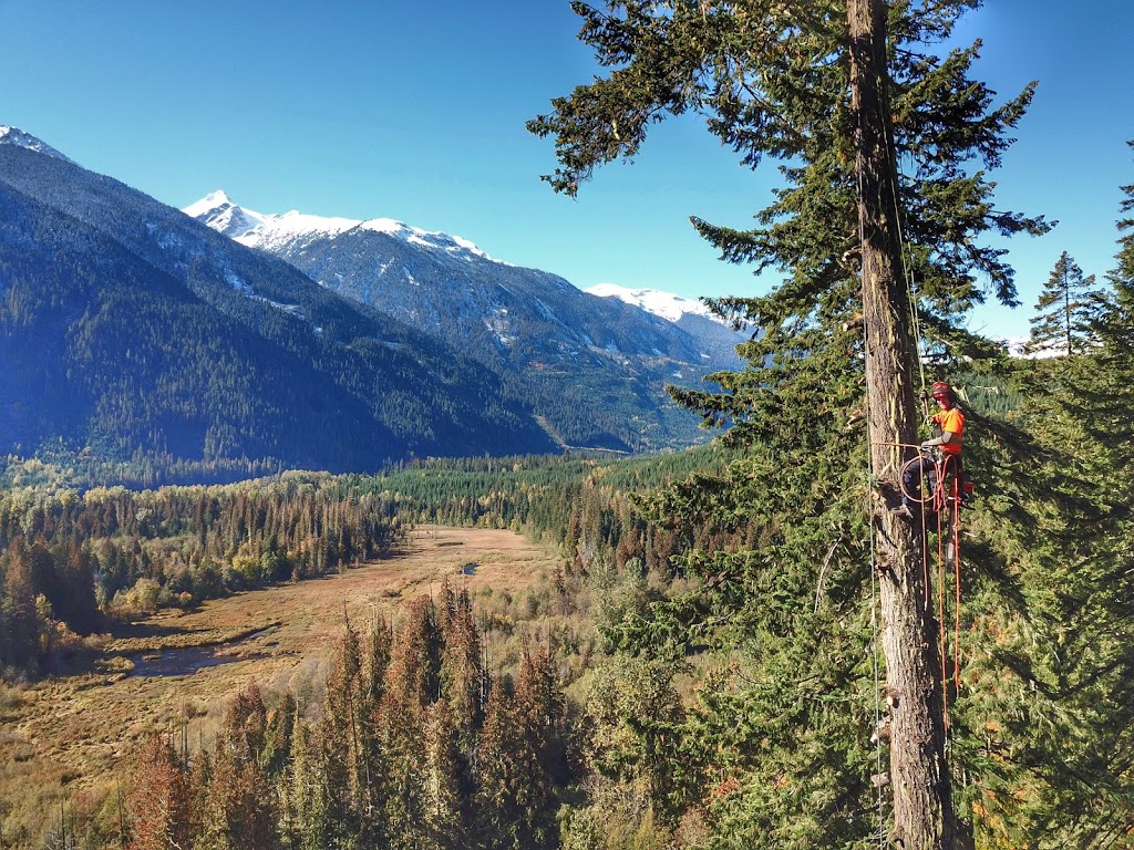 Cloudraker Tree service | 7338 Industrial Way, Pemberton, BC V0N 2L0, Canada | Phone: (604) 898-2314