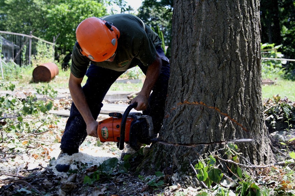 Darlington Tree Service | 2693 Taunton Rd, Bowmanville, ON L1C 3K6, Canada | Phone: (905) 261-1566